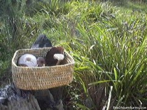 Aboriginal basket with mushrooms | Aussie B & B with Sensory forest walks and dining | Image #4/5 | 