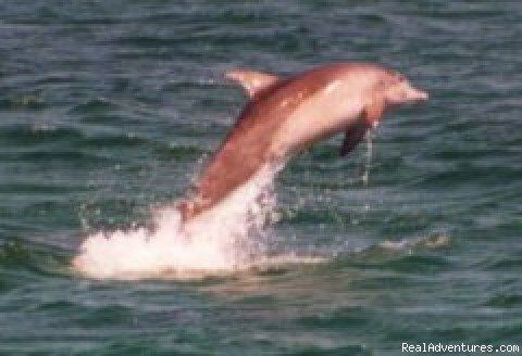 Leaping Dolphins | Dolphin Explorer Cruises | Image #3/4 | 