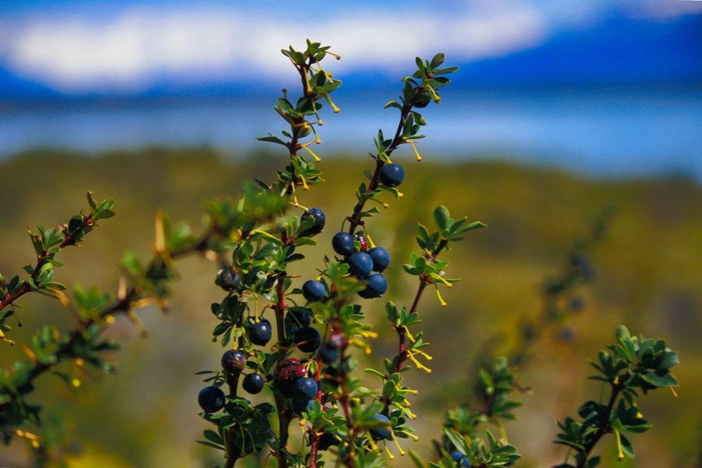 Calafate Bush | Fantastic Patagonia & Australis Cruise | Image #6/10 | 