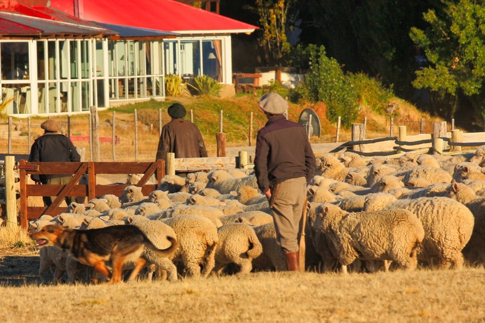 Calafate Bush | Fantastic Patagonia & Australis Cruise | Image #8/10 | 