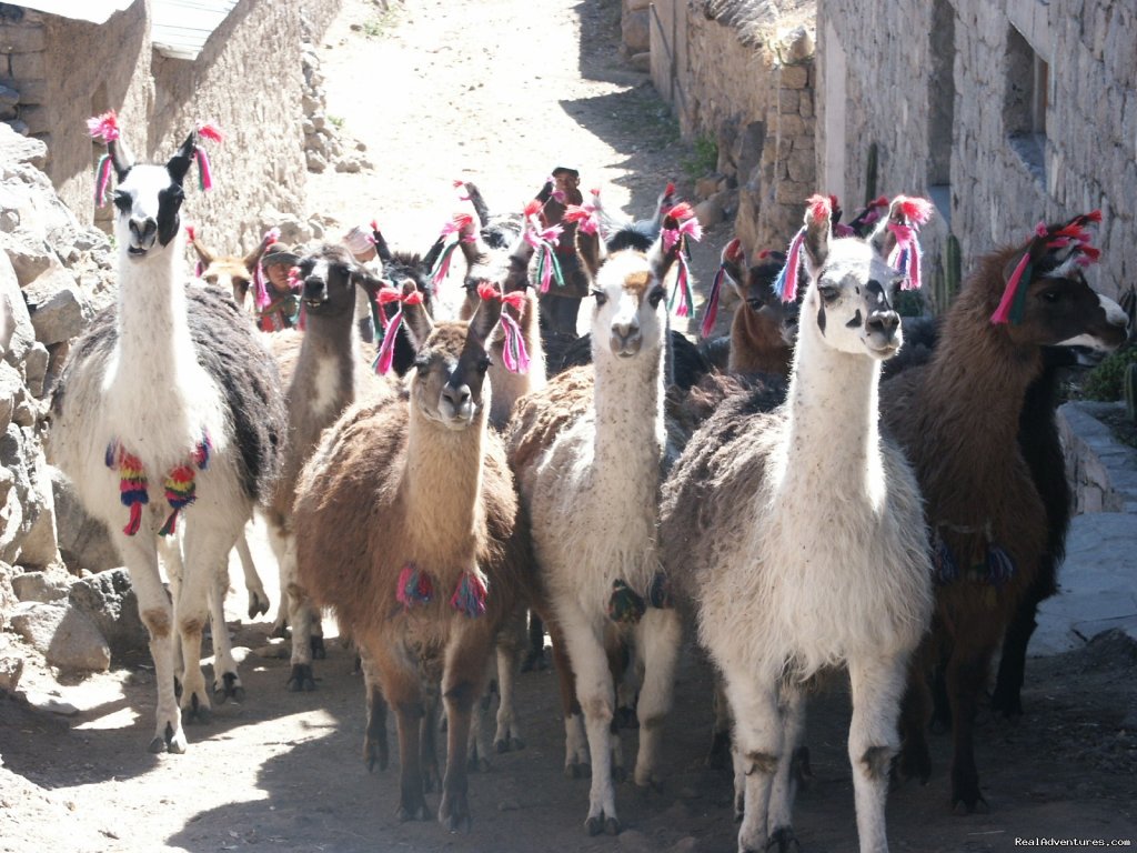 Colca Canyon | Inca trail to Machu Picchu | Image #12/15 | 