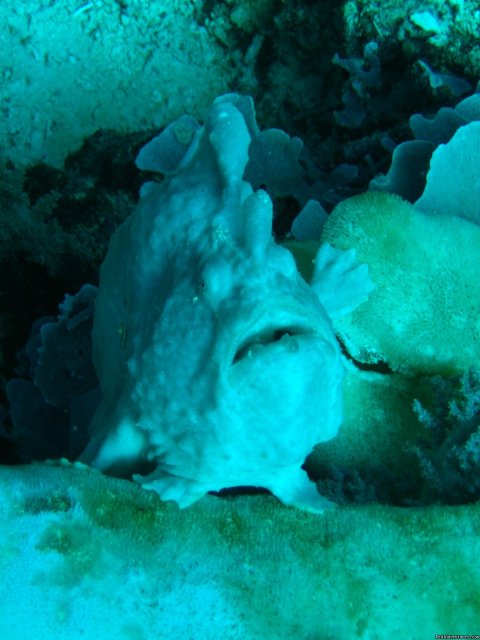 Frog Fish in Dauin