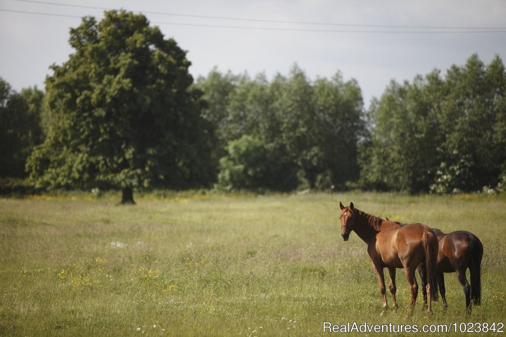 Bowers Hill Farm B&B - rural Cotswolds getaway | Image #3/20 | 