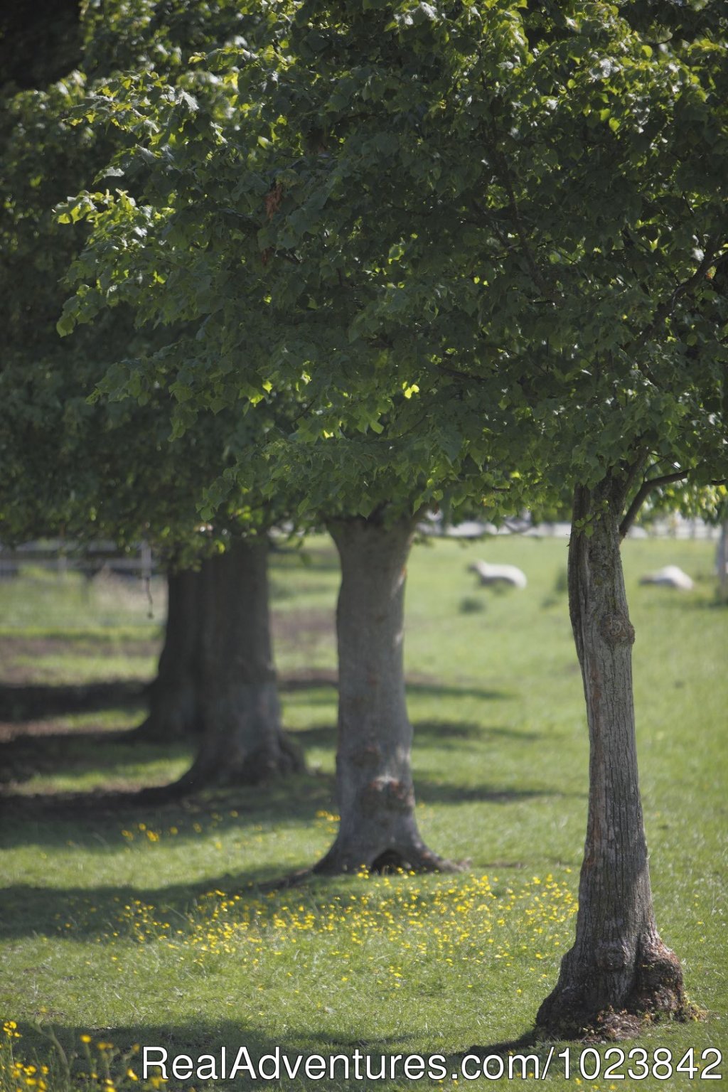 Bowers Hill Farm B&B - rural Cotswolds getaway | Image #9/20 | 