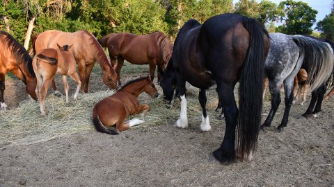 Horses And Colts