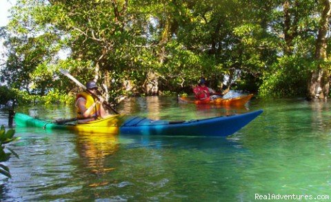 Mangrove forest at Sa'anapu | Kayak Adventures in Samoa | Image #5/18 | 