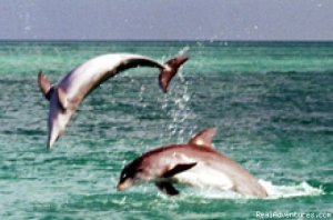 Dolphin Encounter with Wild about Dolphins