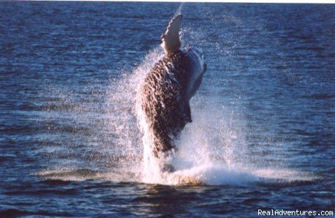 Big Splash | Alaska Sea Adventures Yachtalaska | Image #15/22 | 