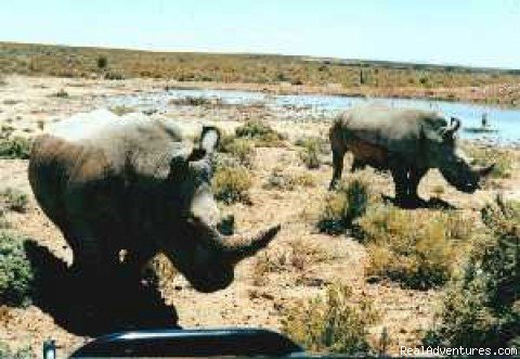 On Safari