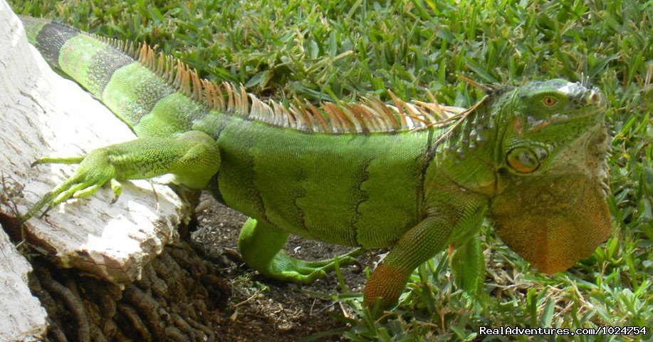 Our Mascot | Casa Colonial, Cozumel Vacation Villas | Image #8/8 | 