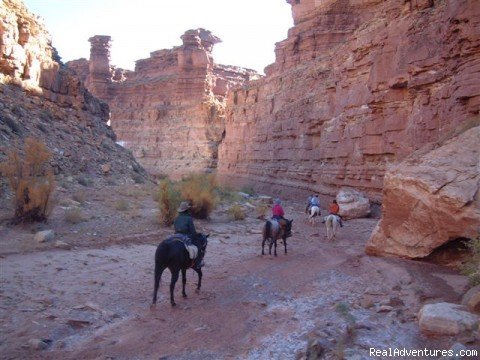 Henry Mt. Free Roaming Bison | Horse Hotel | Torrey, Utah  | Vacation Rentals | Image #1/19 | 