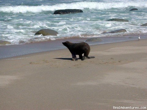 Sea Lion Frollicking | Explore New Zealand with Black Sheep Touring Co. | Mapua, New Zealand | Sight-Seeing Tours | Image #1/11 | 