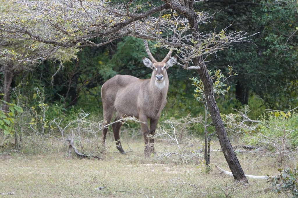 Roanne Antelope In Ruaha National Park By Asanterra | Safari In Remote Southern And Western Tanzania | Image #6/17 | 