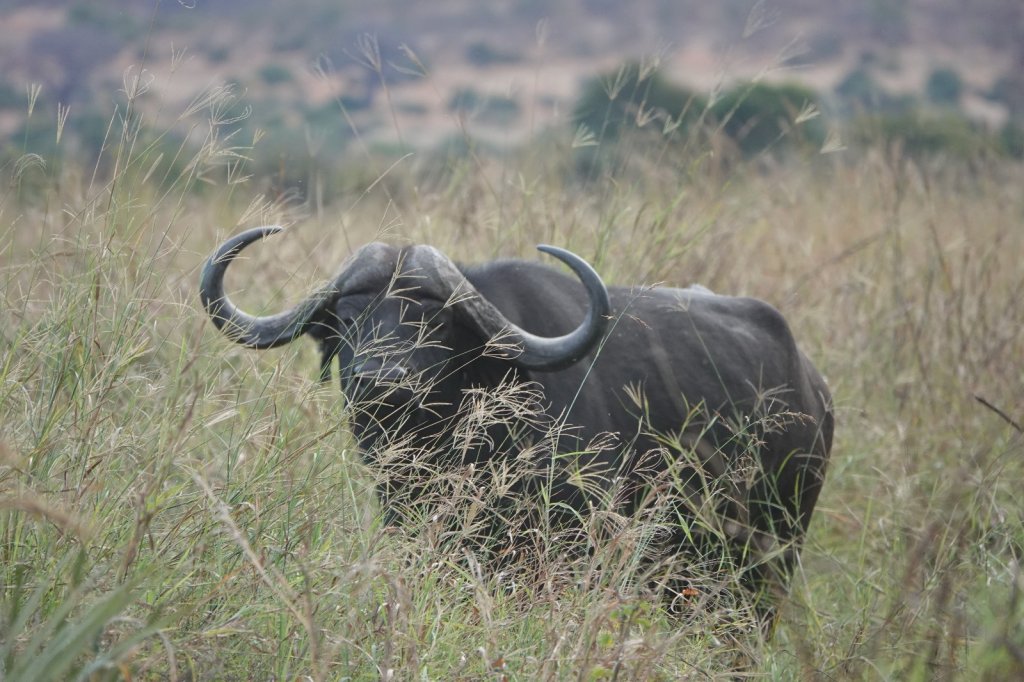 Buffalo In Katavi National Park By Asanterra | Safari In Remote Southern And Western Tanzania | Image #3/17 | 