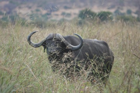 Buffalo In Katavi National Park By Asanterra