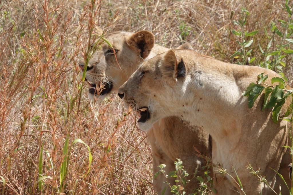 Lion In Ruaha National Park By Asanterra | Safari In Remote Southern And Western Tanzania | Image #4/17 | 