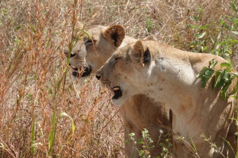 Lion In Ruaha National Park By Asanterra