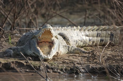 Crocodile In Nyerere National Park (selous Game Reserve) By 