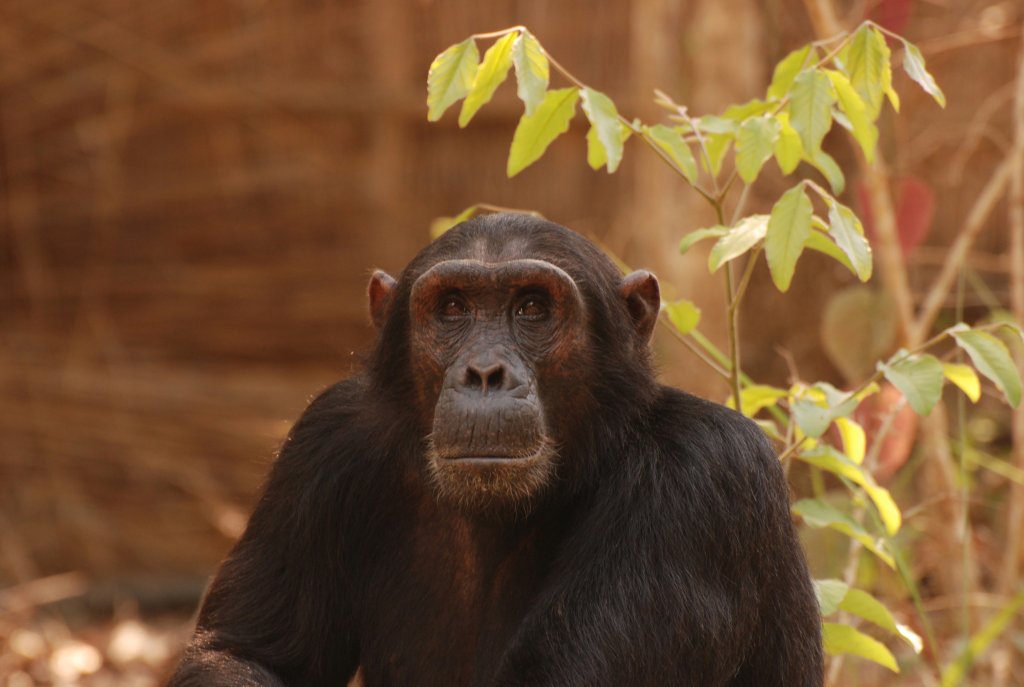 Chimpanzee In Mahale National Park By Asanterra | Safari In Remote Southern And Western Tanzania | Image #8/17 | 