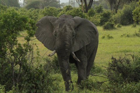 Elephant In Ruaha National Park By Asanterra