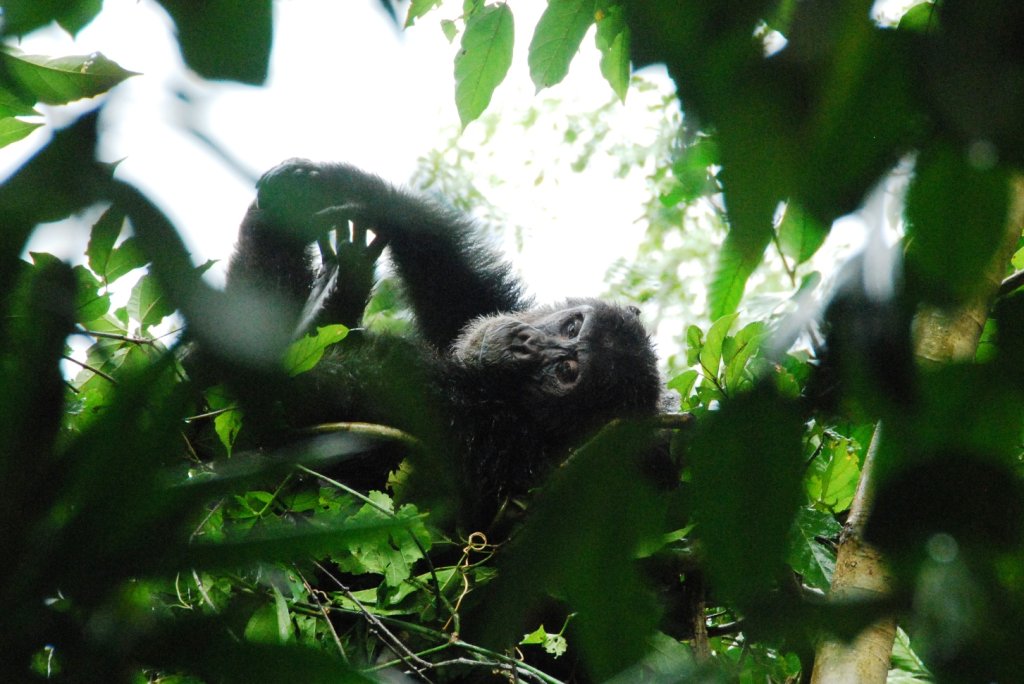 Chimpanzee In Mahale National Park By Asanterra | Safari In Remote Southern And Western Tanzania | Image #7/17 | 