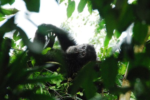 Chimpanzee In Mahale National Park By Asanterra