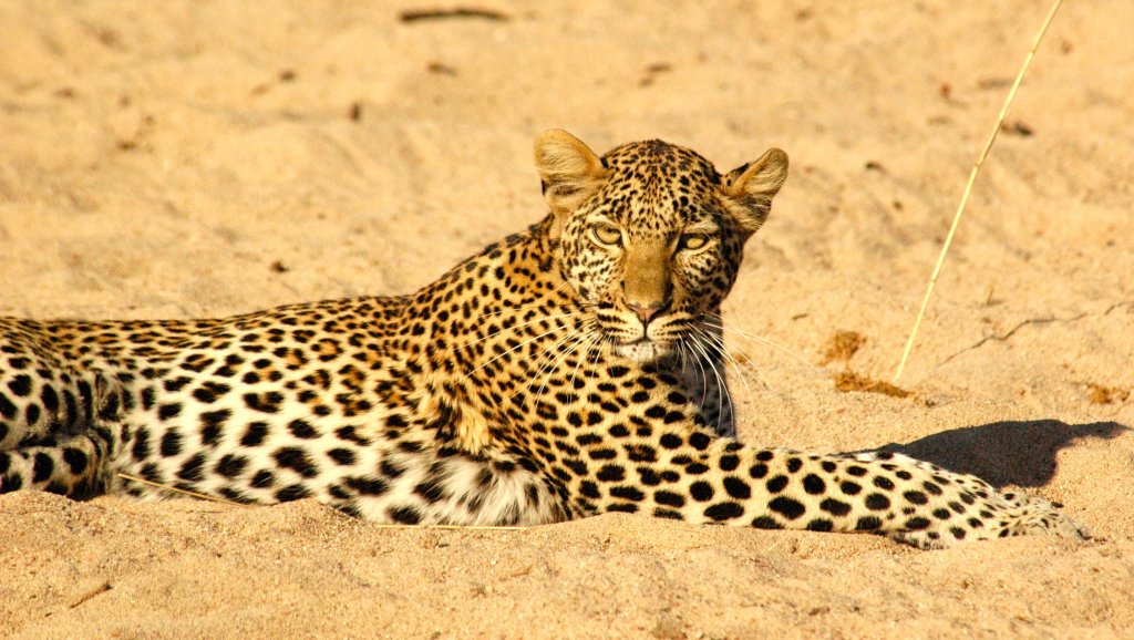 Leopard In Ruaha National Park By Asanterra | Safari In Remote Southern And Western Tanzania | Dar Es Salaam, Tanzania | Wildlife & Safari Tours | Image #1/17 | 