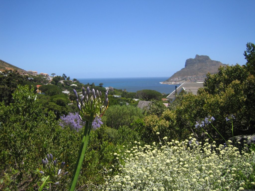 From a hammock | Hout Bay Hideaway a small luxurious guest house | Image #2/6 | 