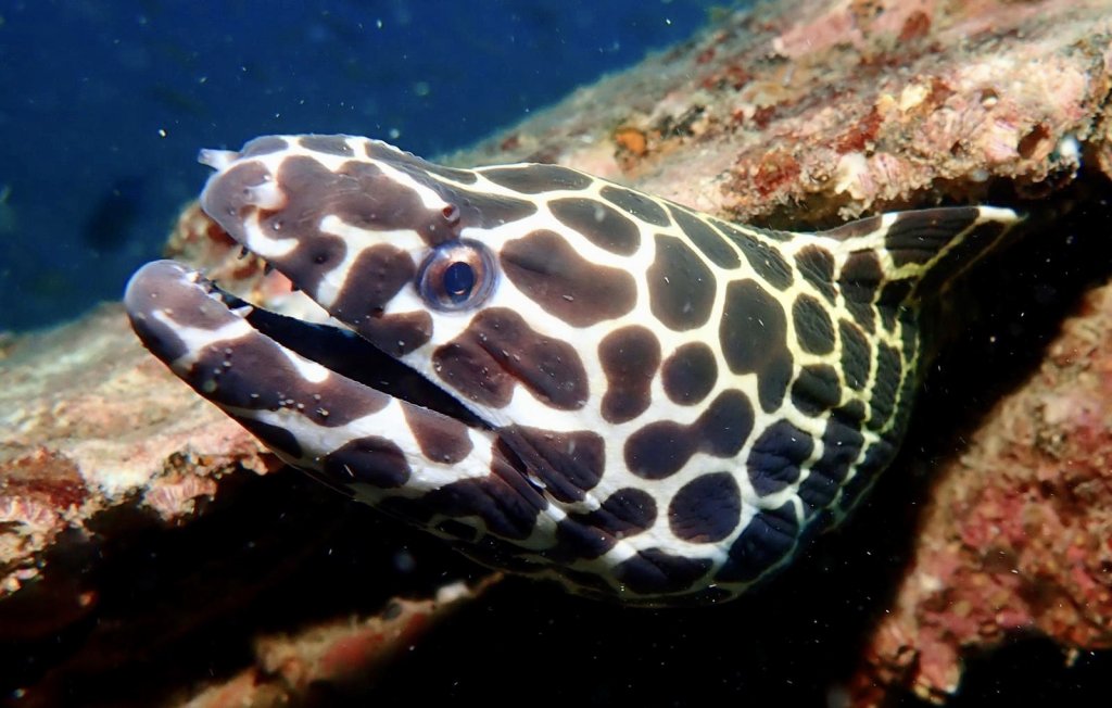 Similan Islands Dive Cruise | Image #8/11 | 