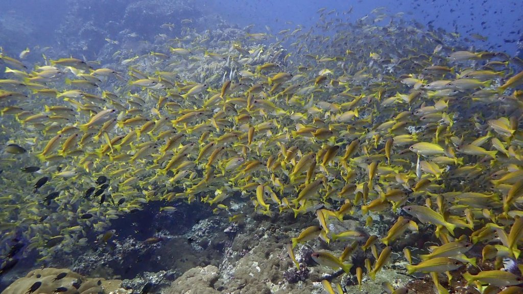 Similan Islands Dive Cruise | Image #9/11 | 