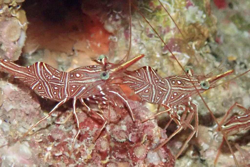 Similan Islands Dive Cruise | Image #6/11 | 