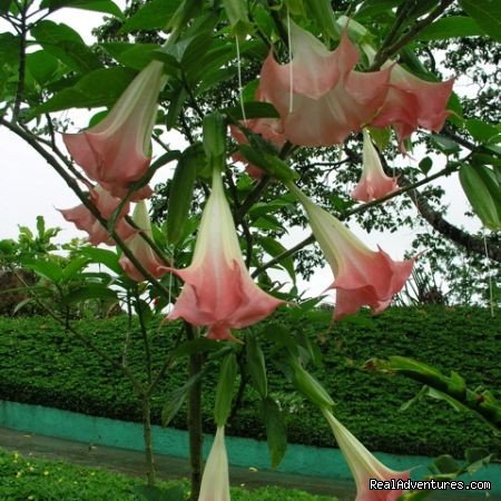 Flowers & Gardens At Arenal Volcano Are Beautiful | Bill Beard's Costa Rica 2022-23 Vacation Packages | Image #12/19 | 