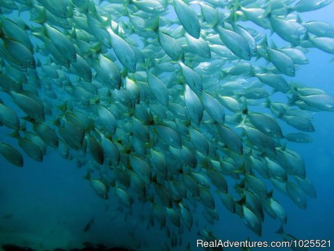 Schooling Fish In Costa Rica