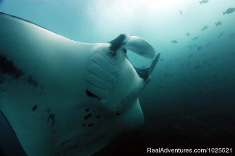 Costa Rica Manta Ray