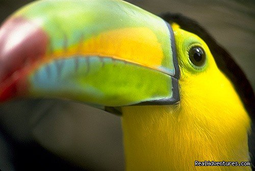 Toucan in Costa Rica | Bill Beard's Costa Rica Scuba Diving & Adventure | Image #10/17 | 