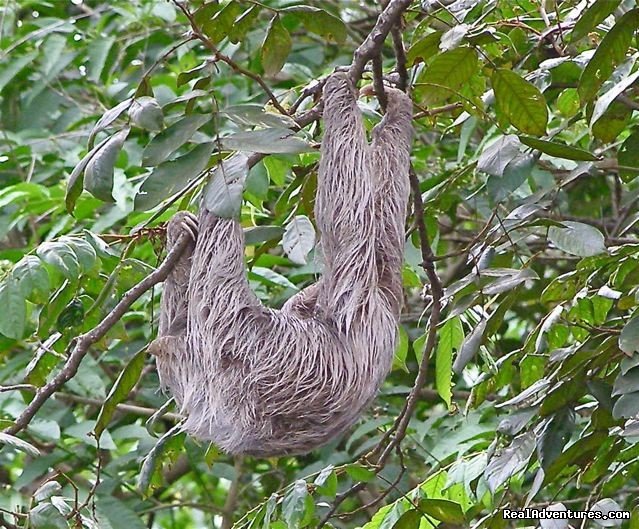 Sloth in Costa Rica | Bill Beard's Costa Rica Scuba Diving & Adventure | Image #11/17 | 