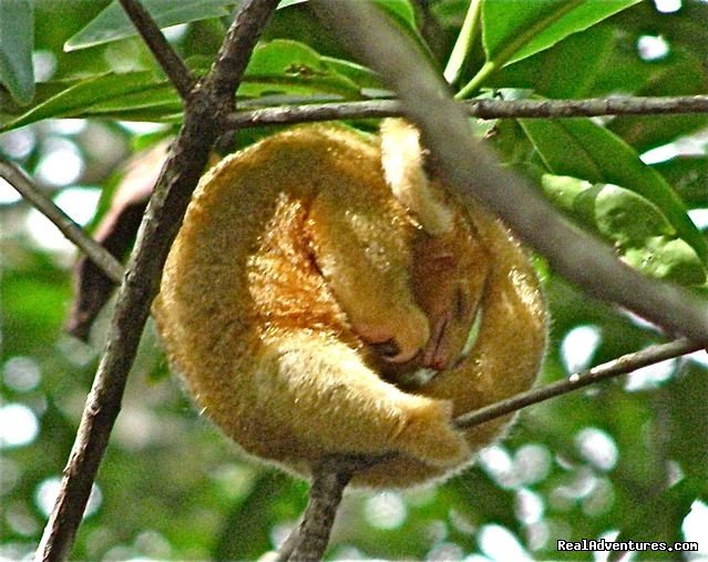 Pygmy silky ant eater in Costa Rica | Bill Beard's Costa Rica Scuba Diving & Adventure | Image #14/17 | 