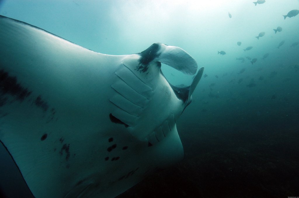 Giant Manta at Catalinas | Rich Coast Diving, Costa Rica | Image #3/5 | 