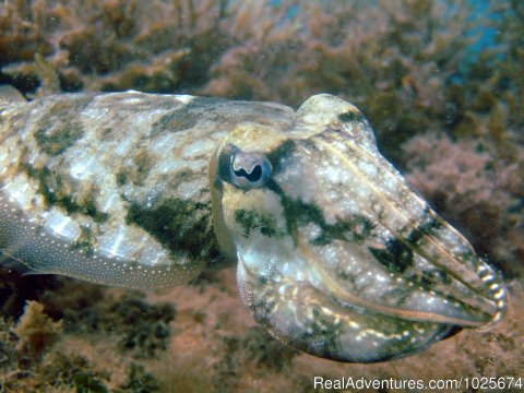 Cuttlefish