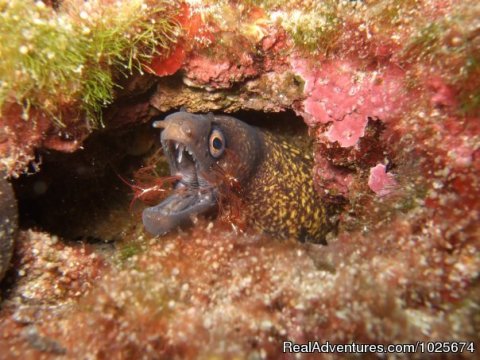 Moray Eel & Cleaner Shrimp