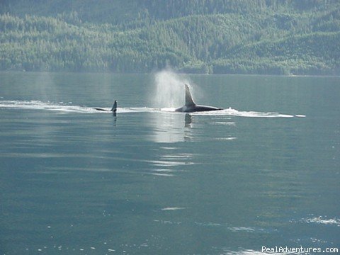 Photo #3 | Queen Charlotte Islands | Image #2/7 | 