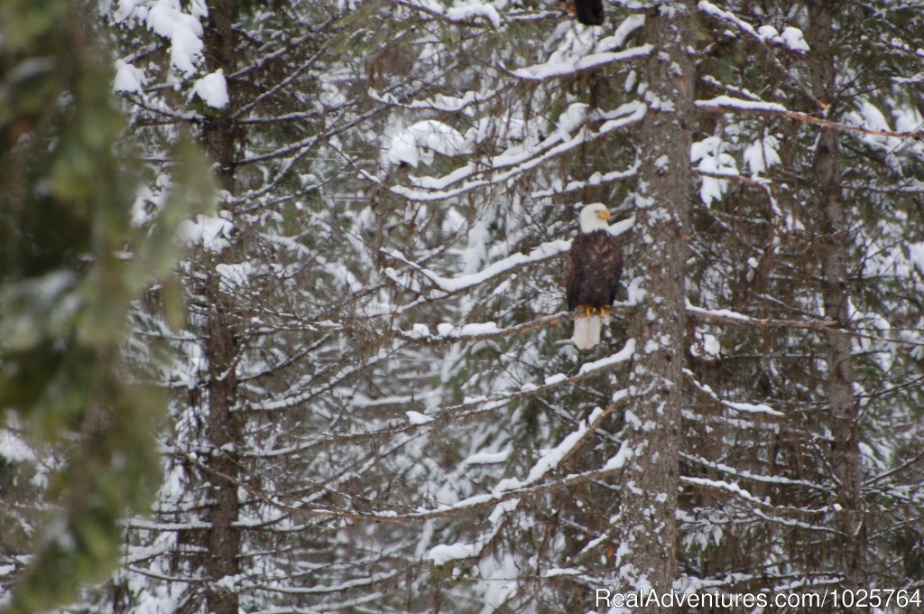 Watchable Wildlife | Rich Ranch Winter Snowmobiling Adventures | Image #13/15 | 