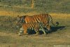 Wildlife Tours And Safaris India | New Delhi, India