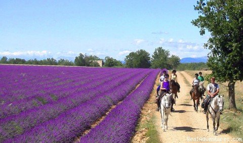 Photo #4 | Les Cypres De L'etang | Image #4/14 | 