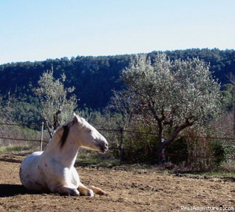 Les Cypres De L'etang | Image #13/14 | 