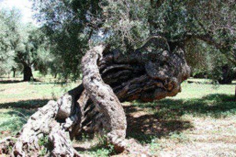 OLIVE TREE | Villa Elvira Bed & Breakfast | Image #20/21 | 