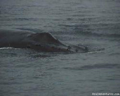 Photo #2 | Whale Watching - eco tours/ San Francisco Bay Area | El Granada, California  | Whale Watching | Image #1/1 | 