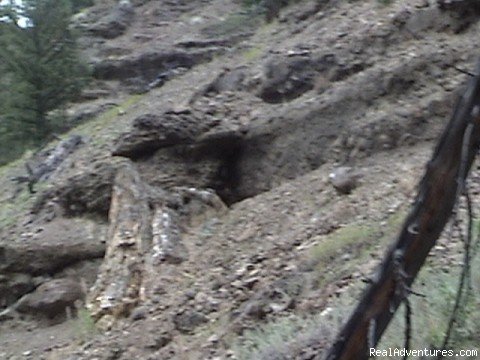 Petrified Tree _ YNP | Wilderness Horseback Pack Trips | Image #16/23 | 