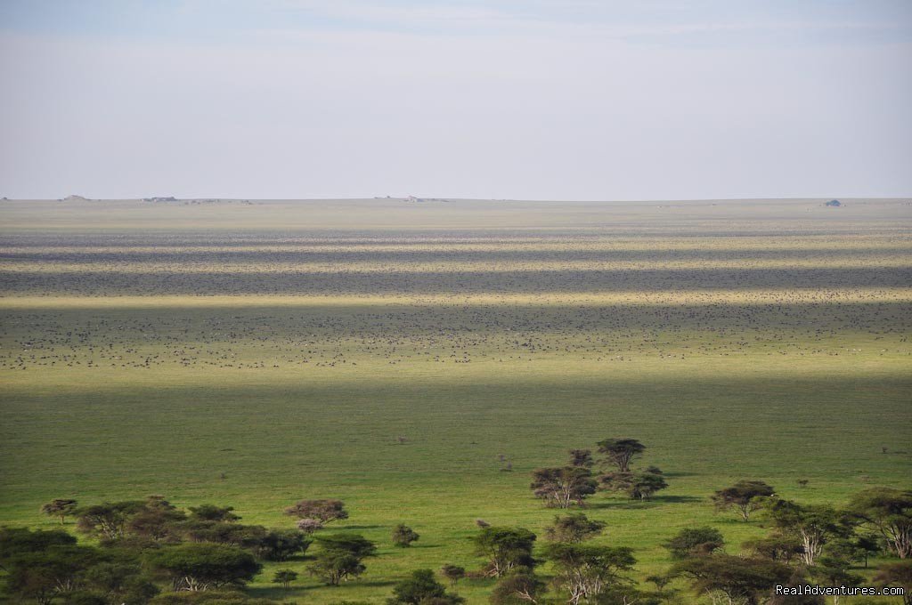 Migration in Serengeti, 2010 | RA Safaris Tanzania | Image #14/25 | 