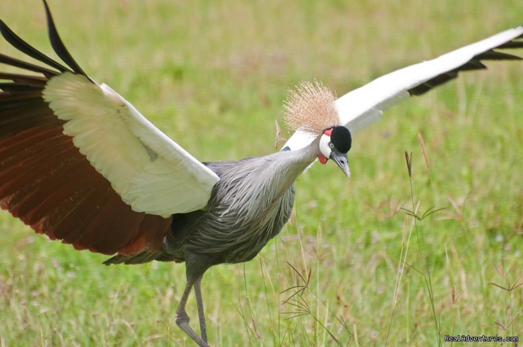 Grey Crawened Crane in Ngorongoro | RA Safaris Tanzania | Image #16/25 | 